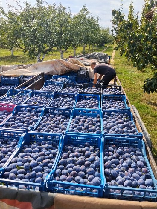 Pere și prune pentru țuică