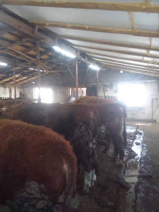 Продам бычков оптом