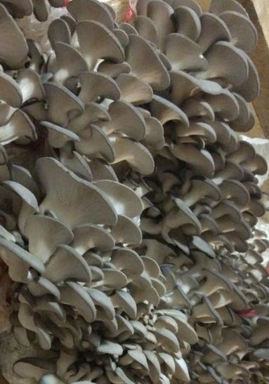 Вешинка Семена  Грибов КА 17 штп