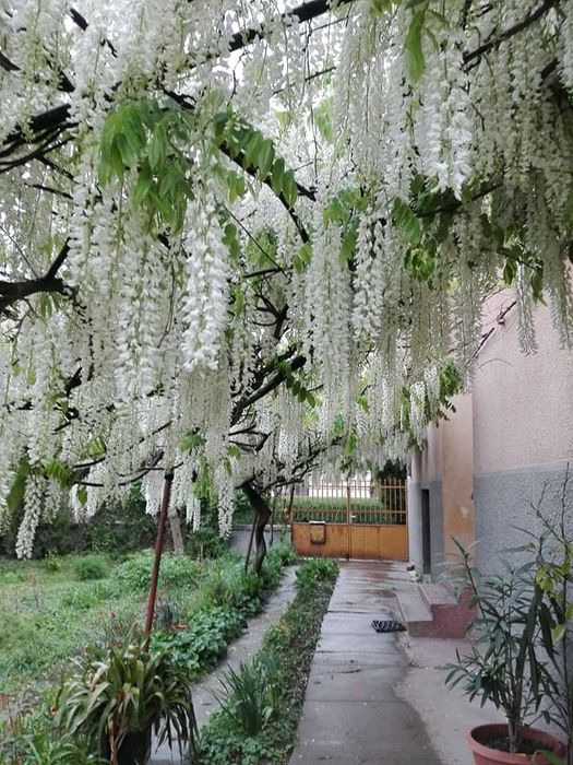 Wisteria la ghiveci -Scenă de început cu o poartă de grădină din fier