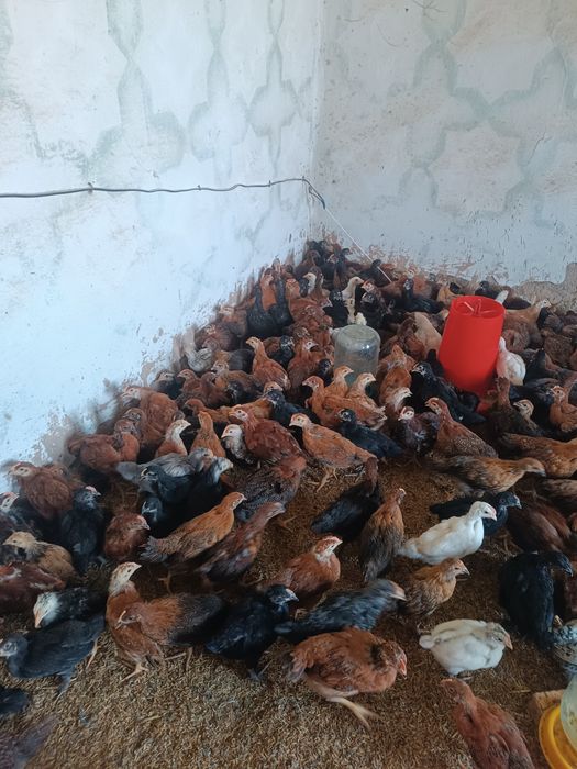 Ханхиаб жожа ху́розлари сотилади