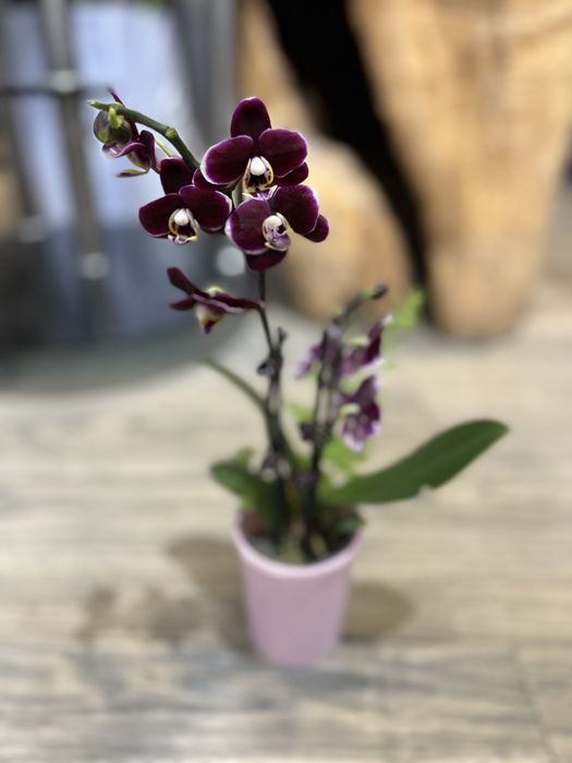 Орхидеи оптом от 150000