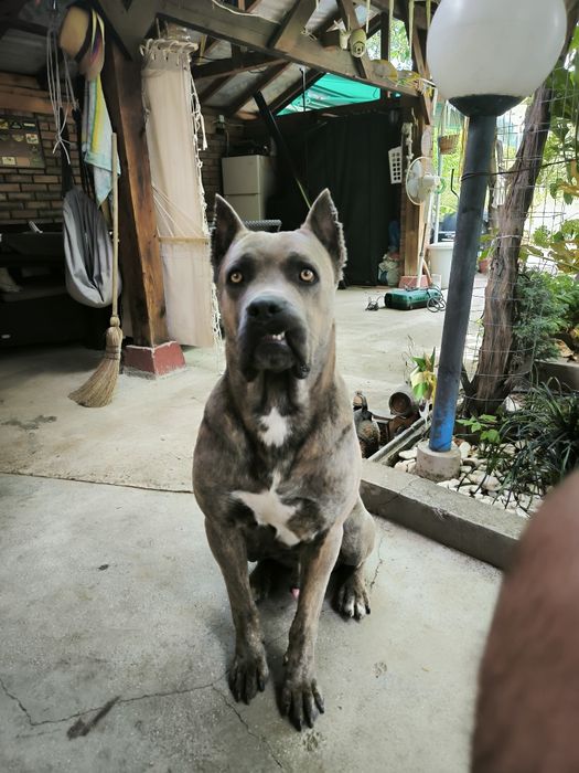 Кане Корсо на две и половина години.