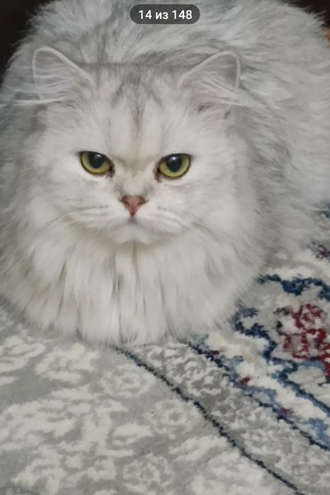 Хайленд - серебристая шиншилла.