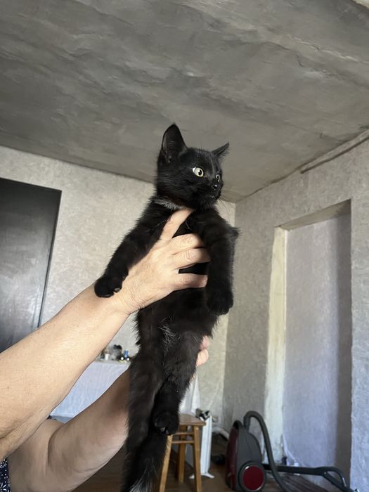 Отдам даром котят