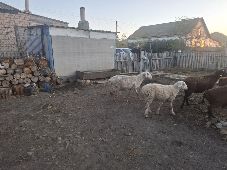 Продаются овцематки и бараны