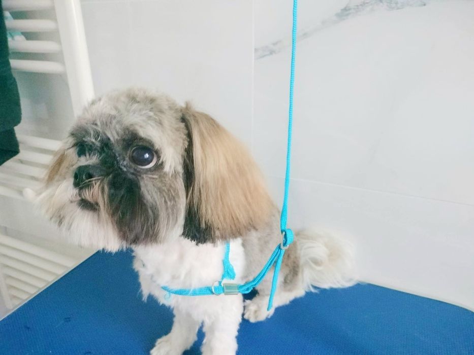 (Coafor căței   )                   Tund căței  talie mica