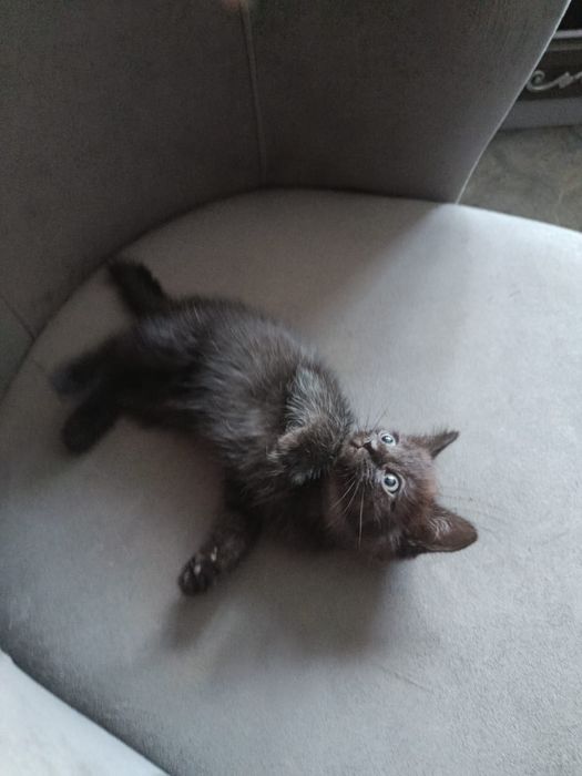 Котенок девочка американский бобтейл