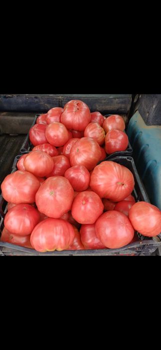 Продавам розов домат