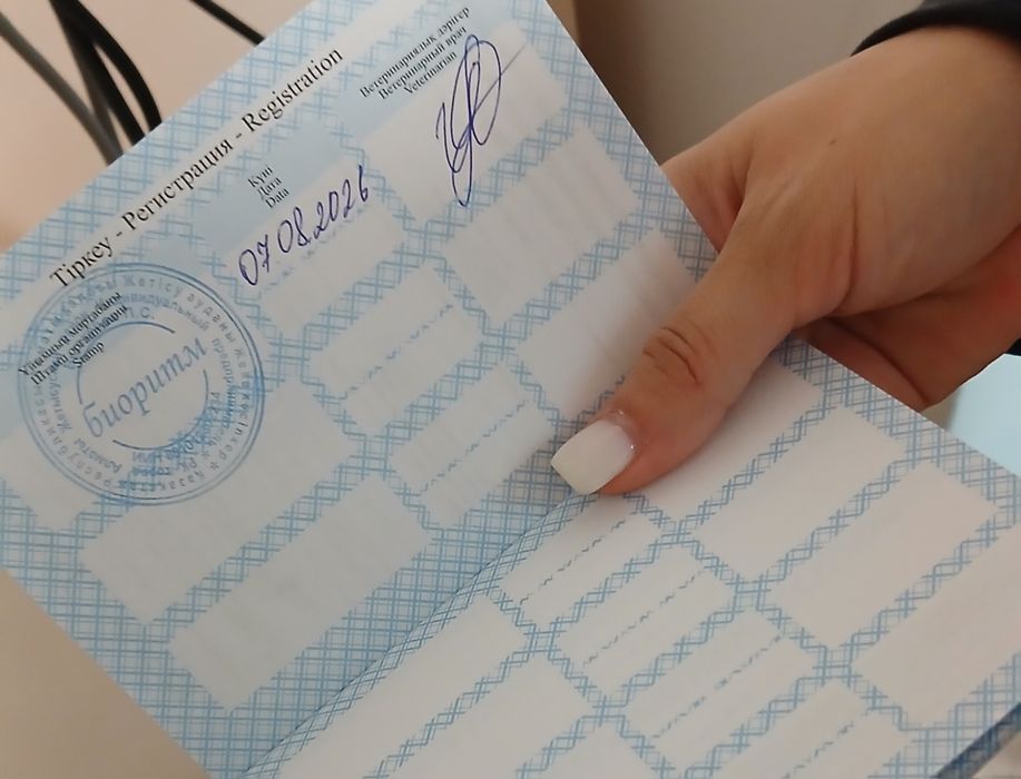 Котенок с паспортом в добрые руки