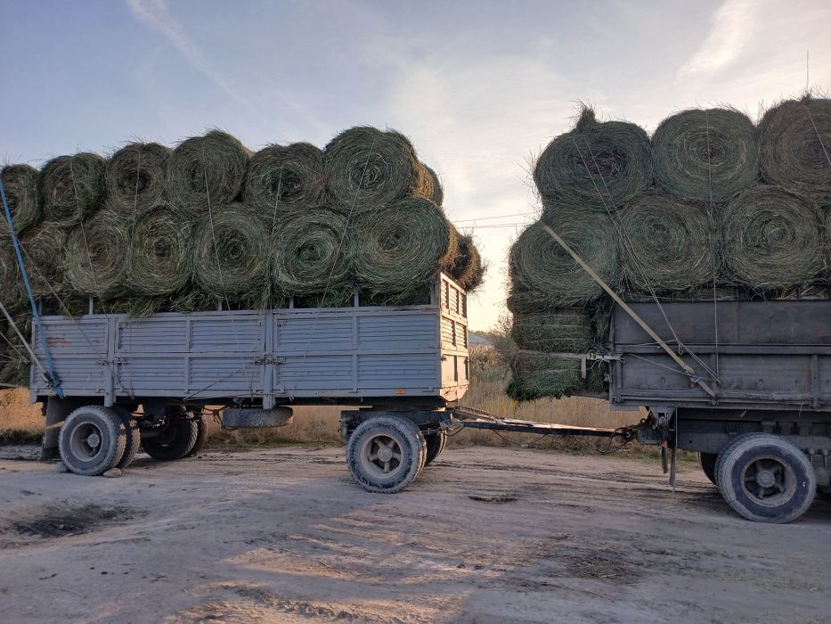 Сено люцерна жоношка урлон сатамын урлон жоношка оптом сатамын урлон ж