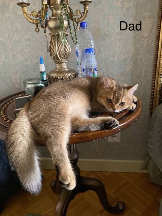 Британская шиншила