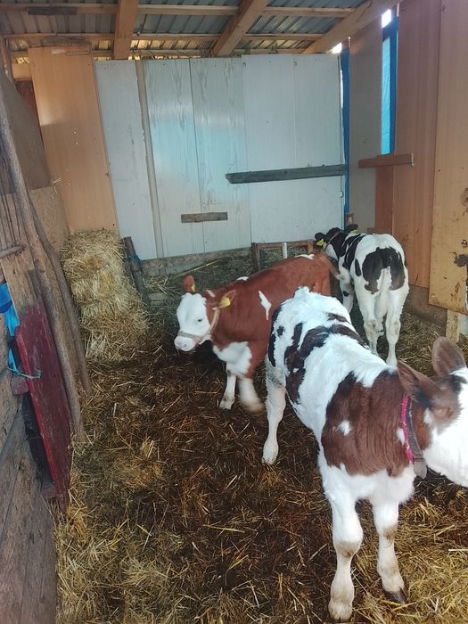 De vânzare 2 viței unul belgian și celălalt bălțat și o vițea belgiană