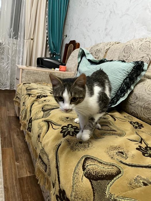 Котенок мальчикк