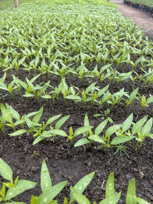 Гул кучатлар, уруглар , гуллар