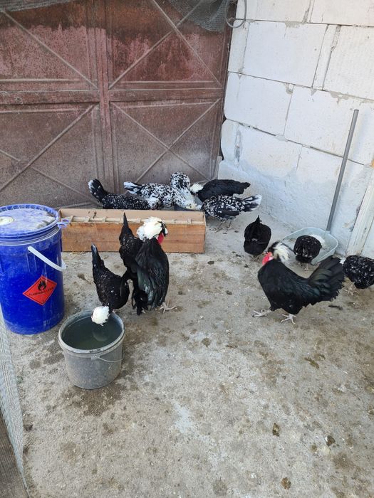 Vând oua de motata olandeza