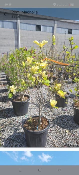 Arțar japonez magnolia Camelia plante ornamentale