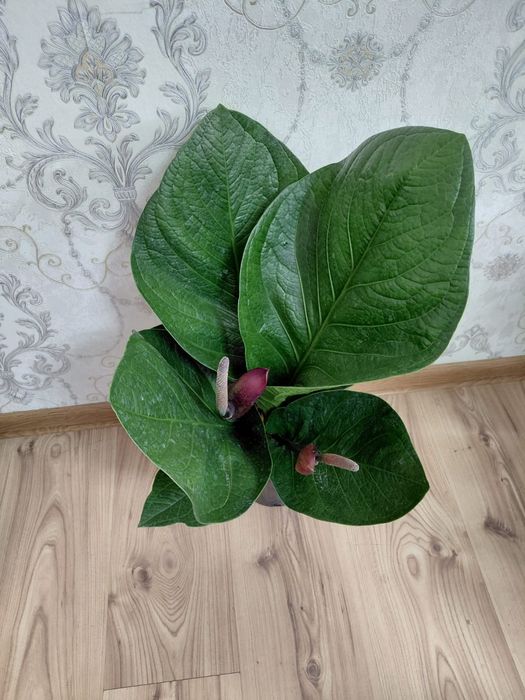 Комнатные растения