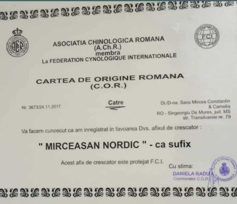 Pui Husky Siberian, părinți campioni.