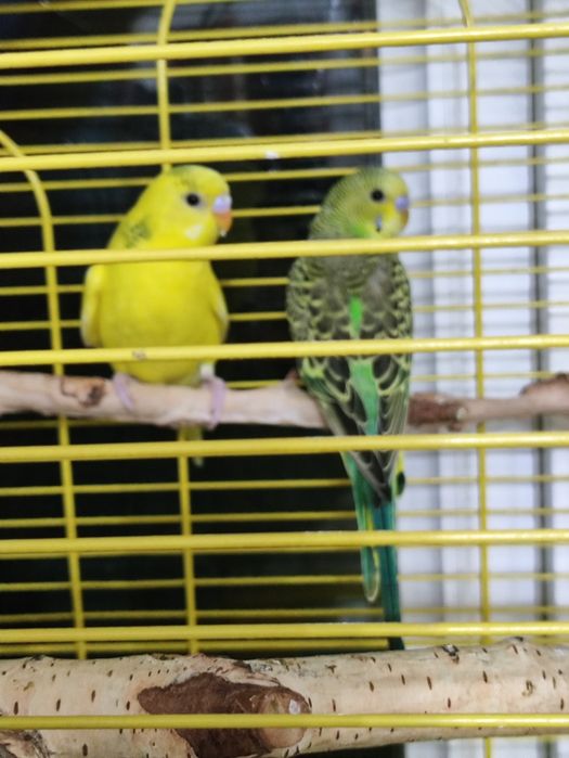 Продам попугаев 2 шт с клеткой