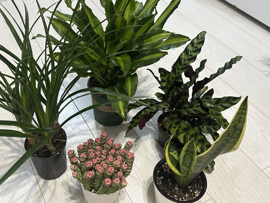 Комбо набор цветы