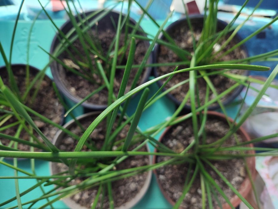 Зефирантес(подснежник), абутилон