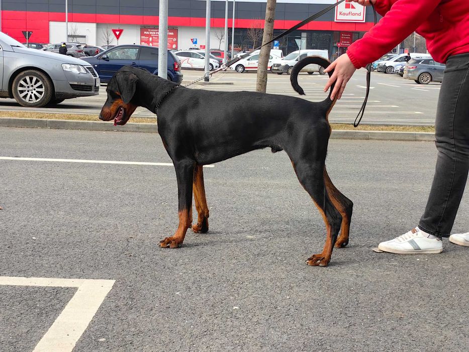 Cățeii Doberman cu pedigree tip A - FCI
