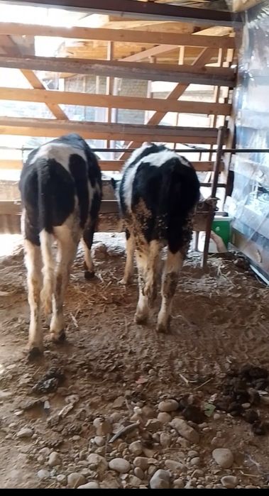 Бука 3 бас сатлад