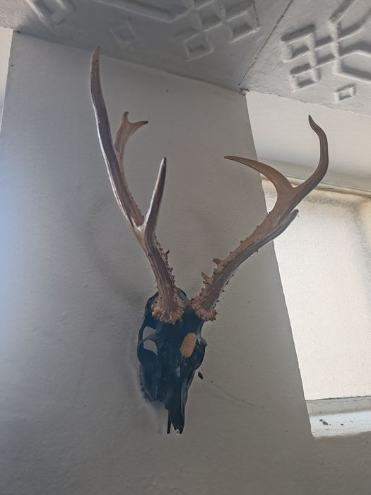 Черепа для интерьера