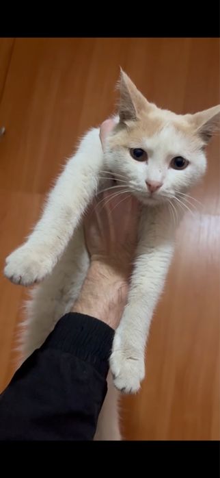 Отдам котика в добрые руки