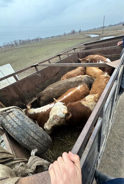 Газель по городу Уральск,Скотовоз