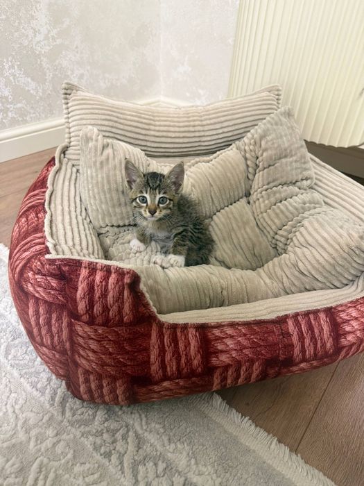 Отдам даром мушук боласи 1 ойлик