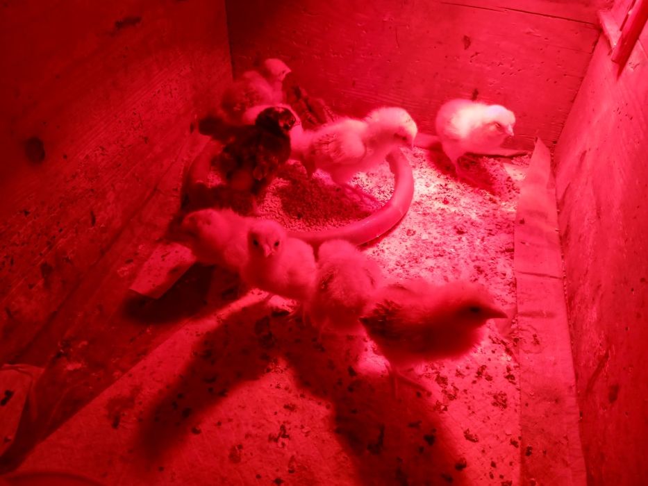 9 puișori din găini țărănești