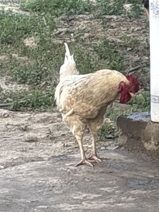 Петухи около года