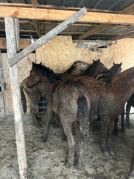 Соғым жылкы бордақы