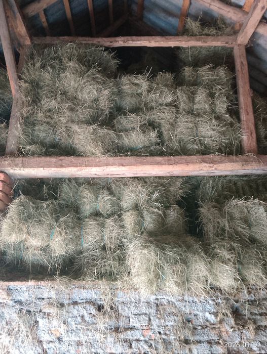 Vînd baloți de fîn  2025