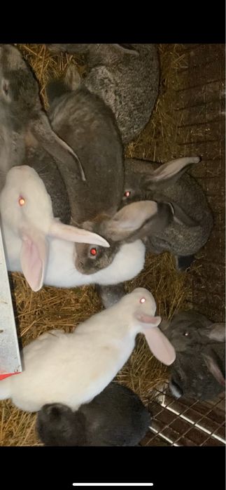 Vand iepuri hycole francez si urias german