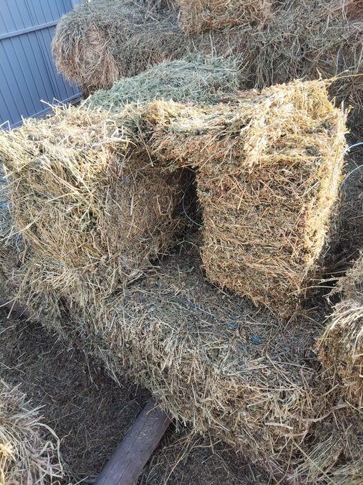 Vând baloți de lucernă