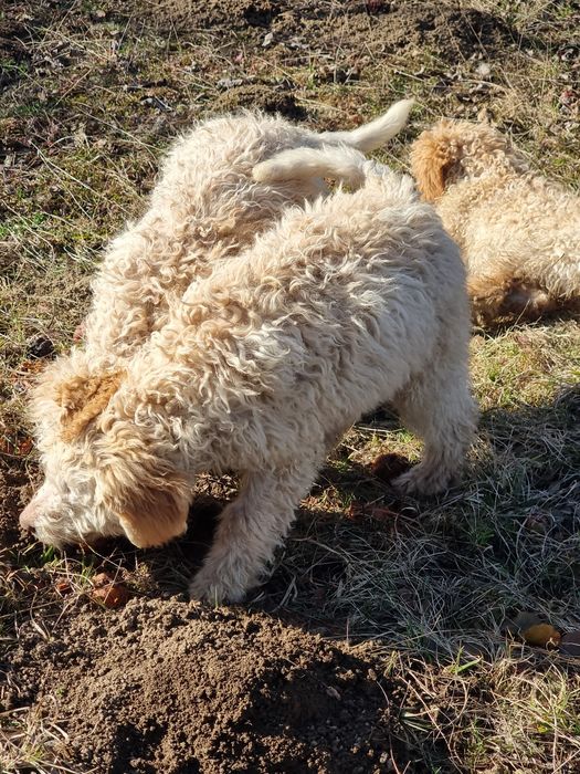 Lagotto caută stăpâni