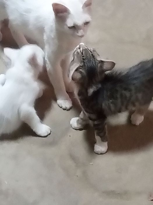 Котята бесплатно