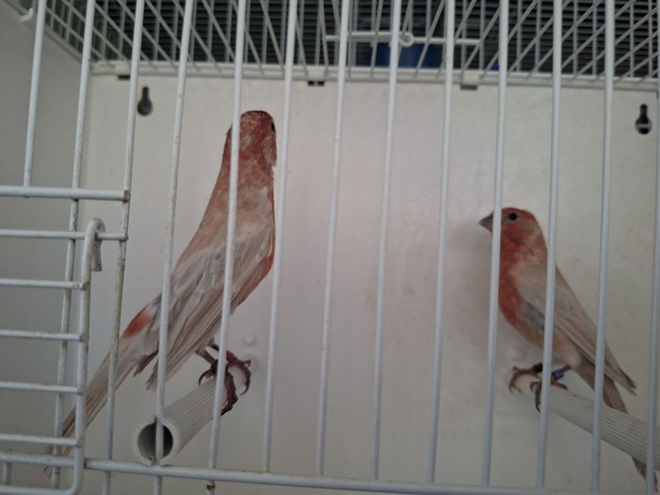 Mugurari mexicani