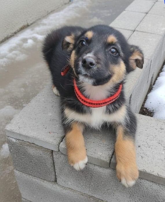 Отдадим щенков в добрые руки