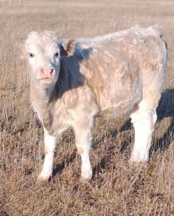 Подсосная тёлка.