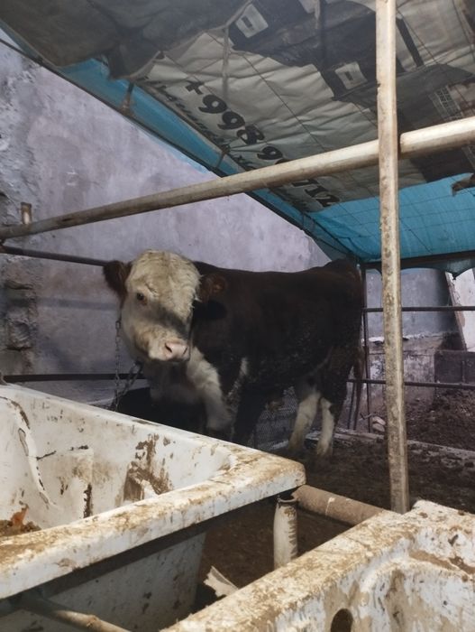 Грефорд бук,ача сотилади