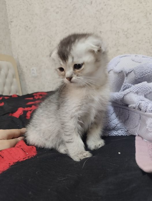 Продам котят шотландской породы