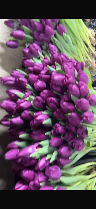 Продаю тюльпаны свежие 65-70 см