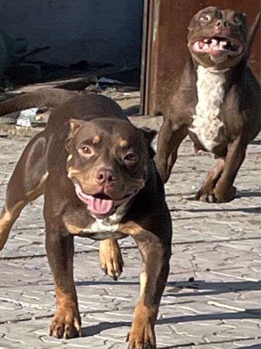 Американский булли