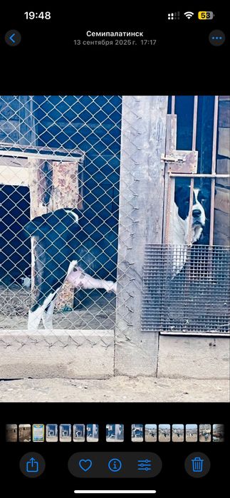 Алабай супер тяж щенки