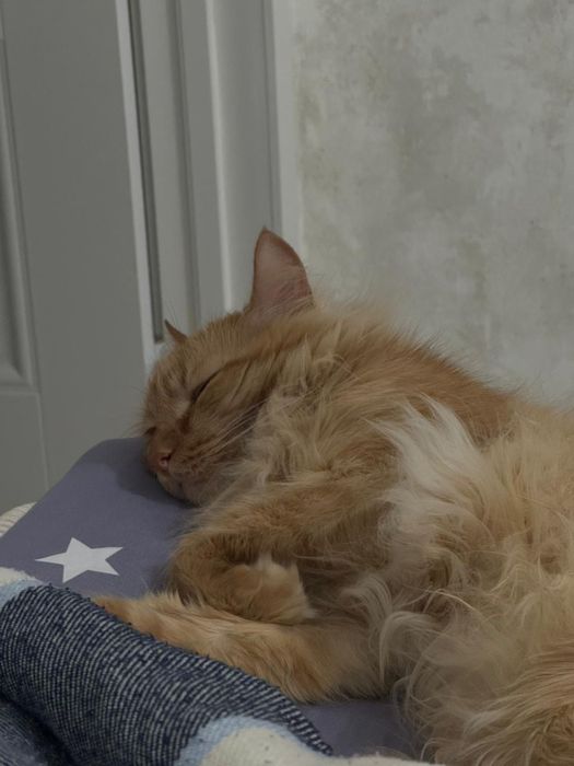 бесплатно отдам кота