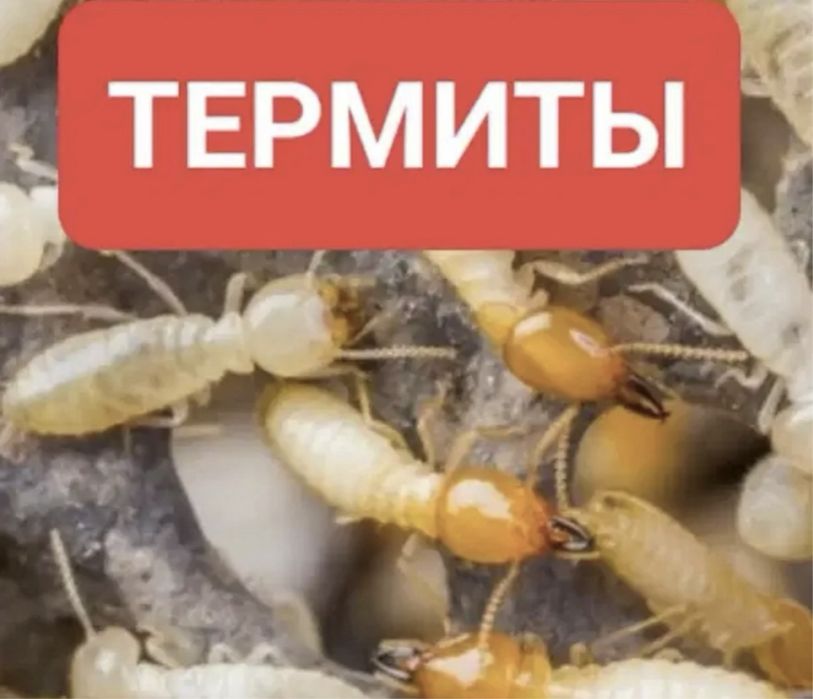 Дезинфекция с 1го раза 100% результат термиты, клопы,тараканы